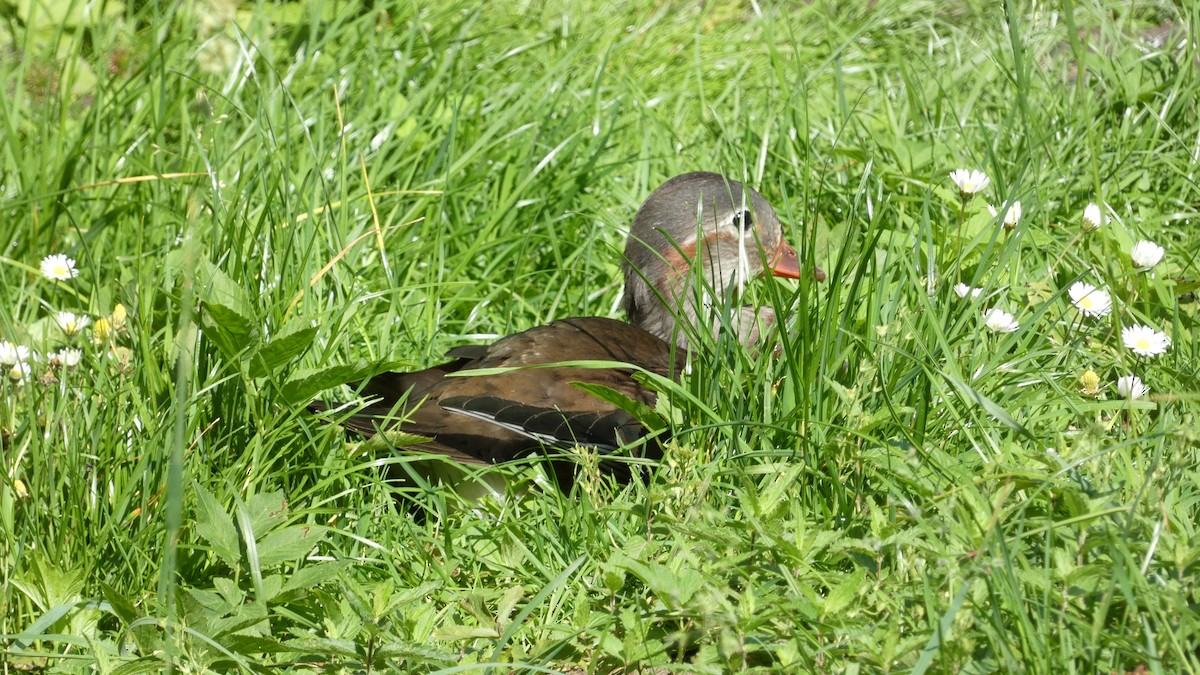 Mandarin Duck - ML620627986