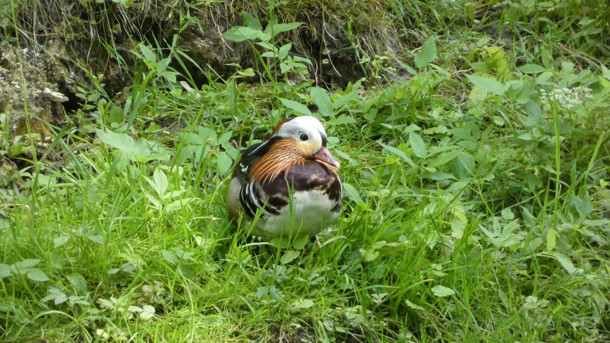 Mandarin Duck - ML620627988