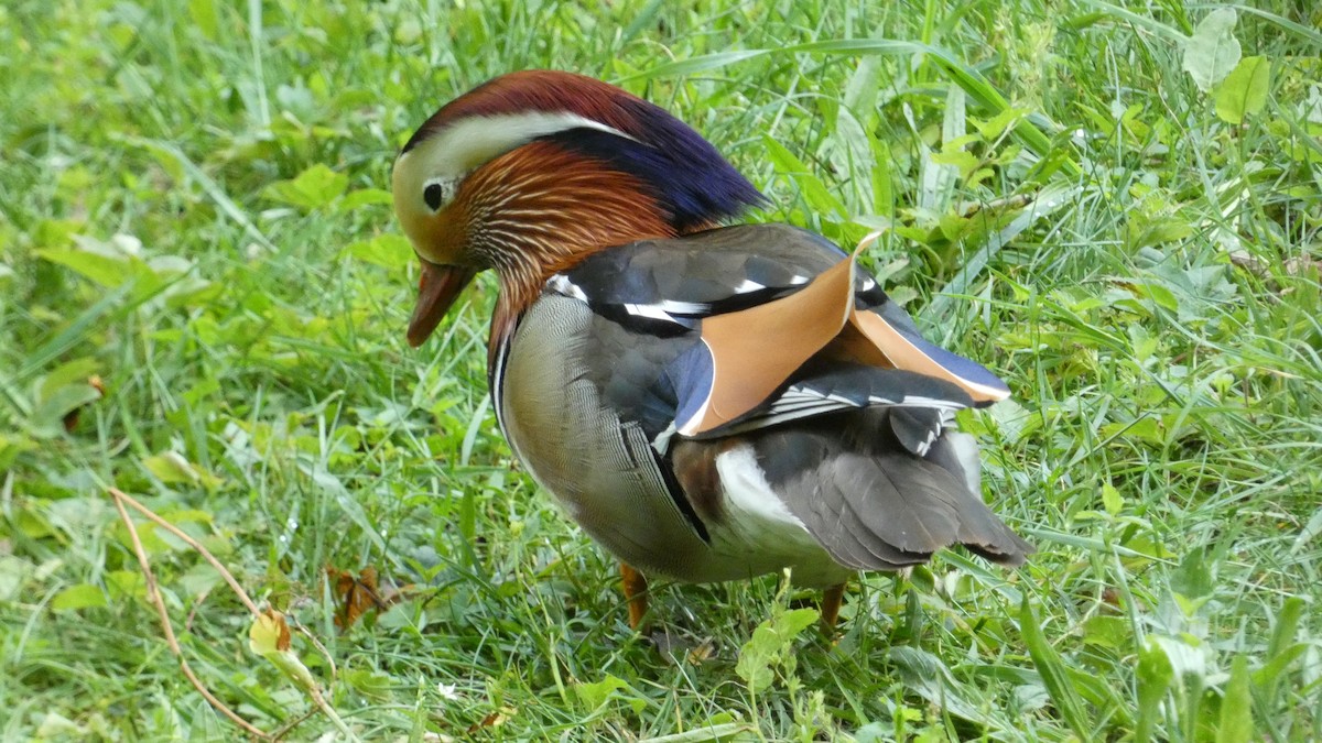 Mandarin Duck - ML620627989