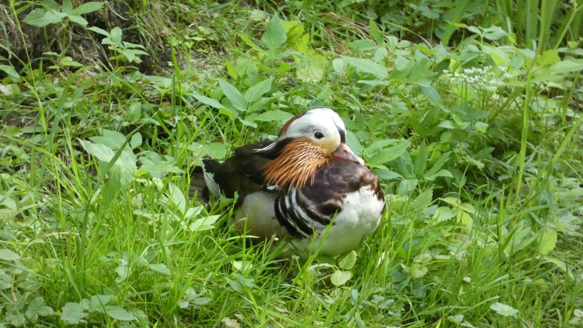 Mandarin Duck - ML620627990