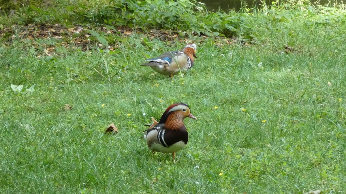 Mandarin Duck - ML620627991