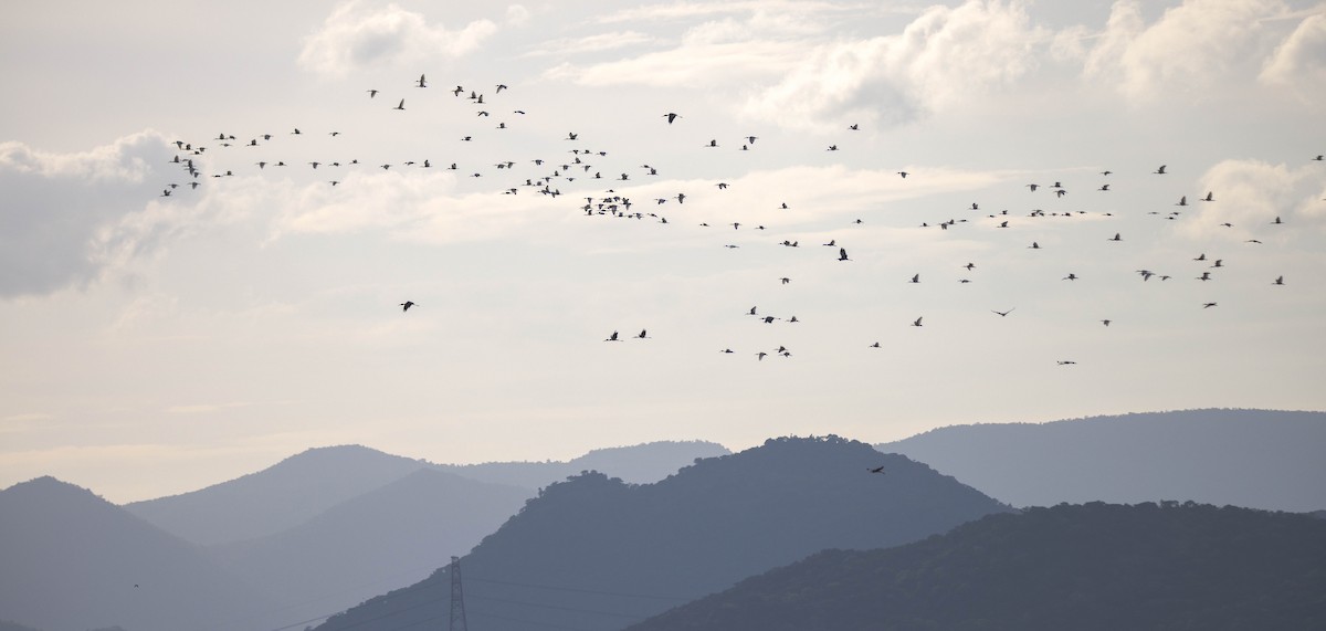 Black-headed Ibis - ML620627993