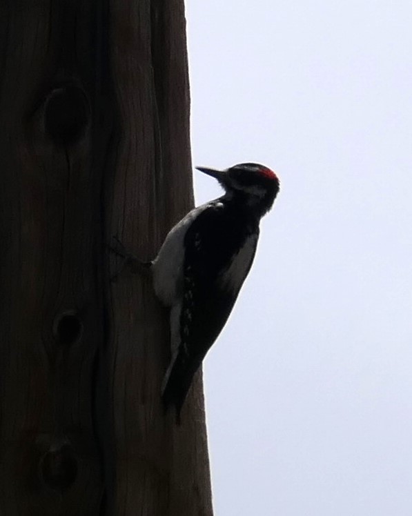 Hairy Woodpecker - ML620627994