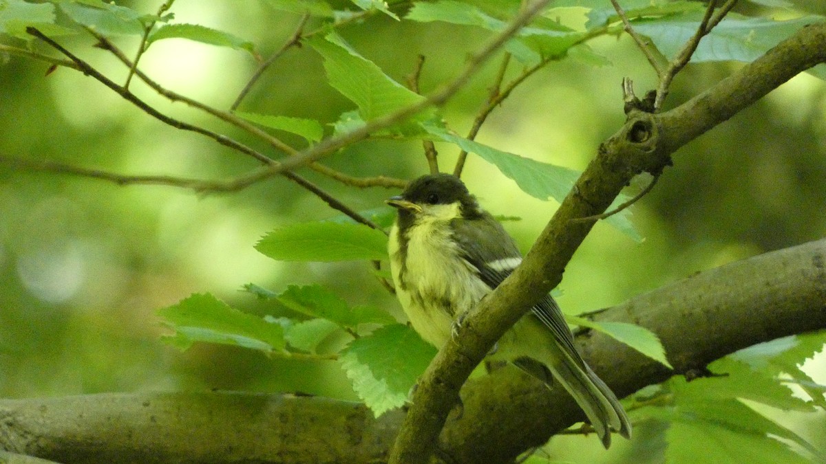 Great Tit - ML620627995