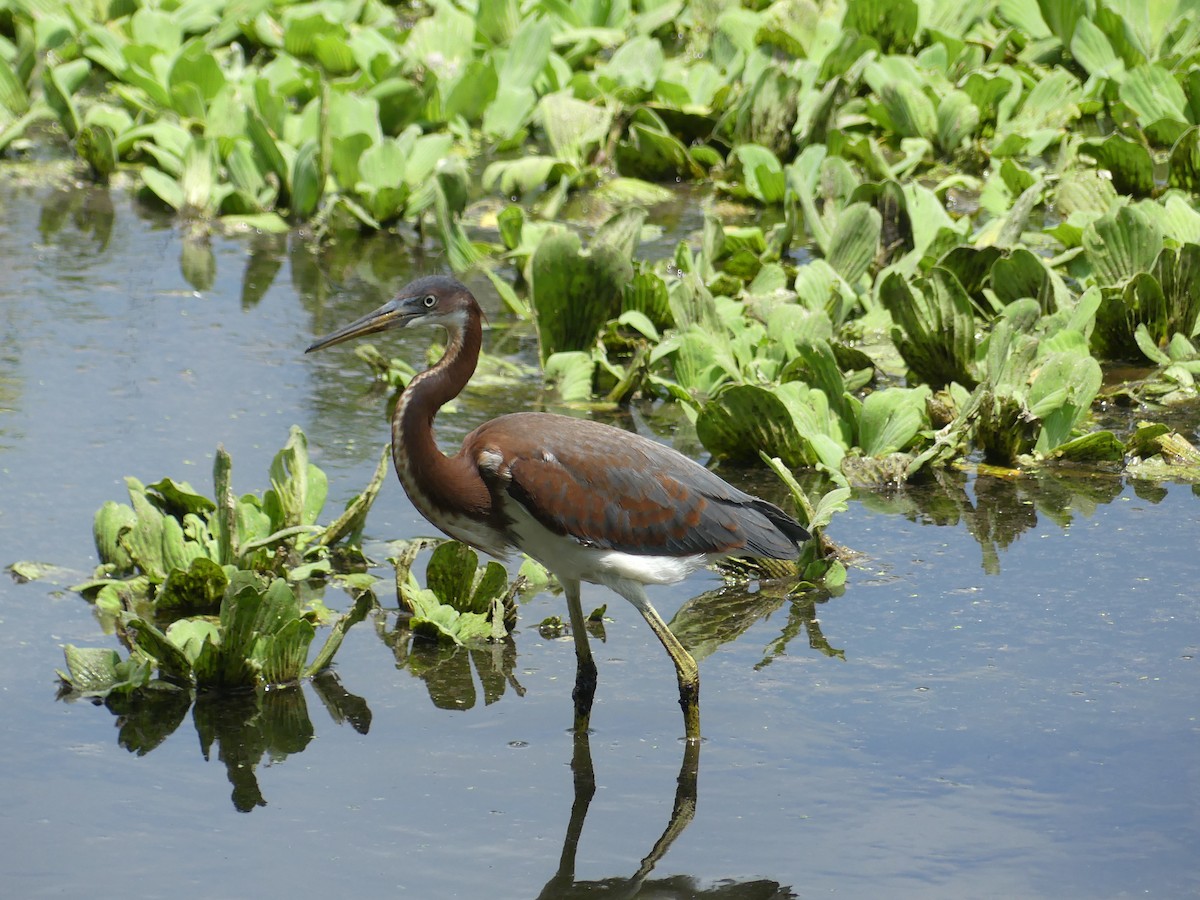 Tricolored Heron - ML620627997