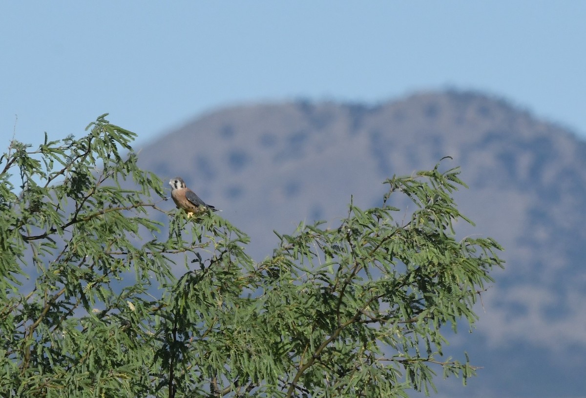 American Kestrel - ML620628006