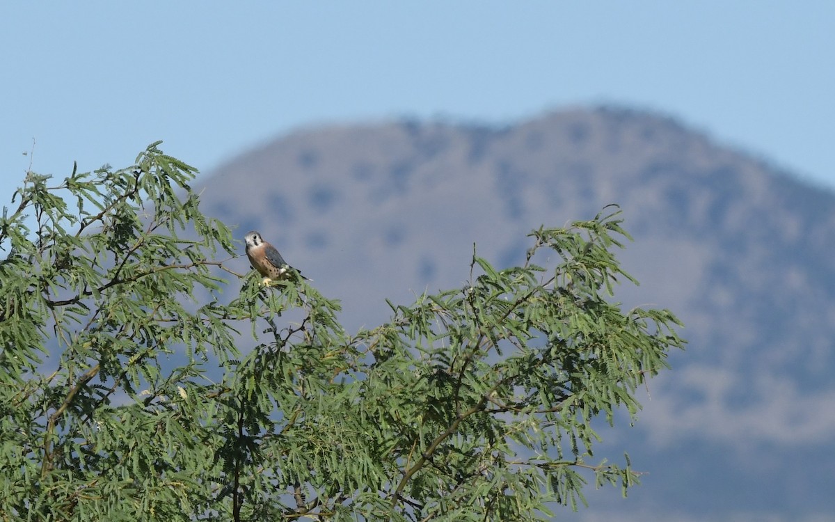 American Kestrel - ML620628007