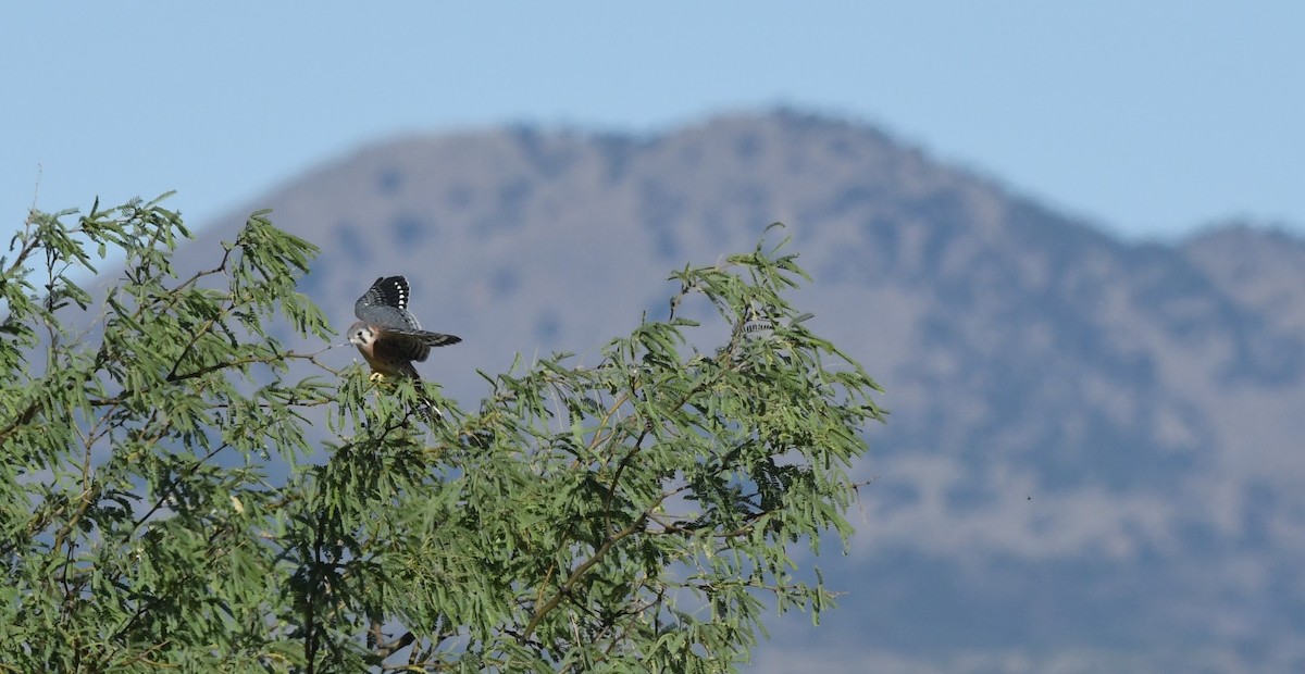 American Kestrel - Janine McCabe