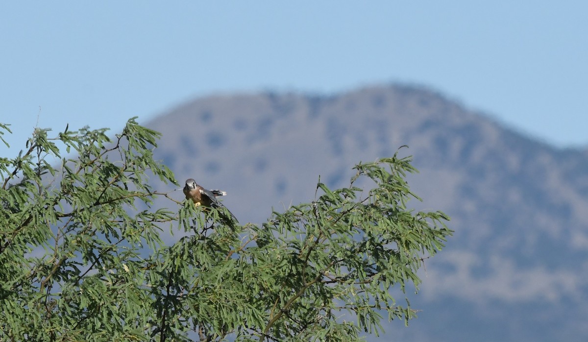 American Kestrel - ML620628010