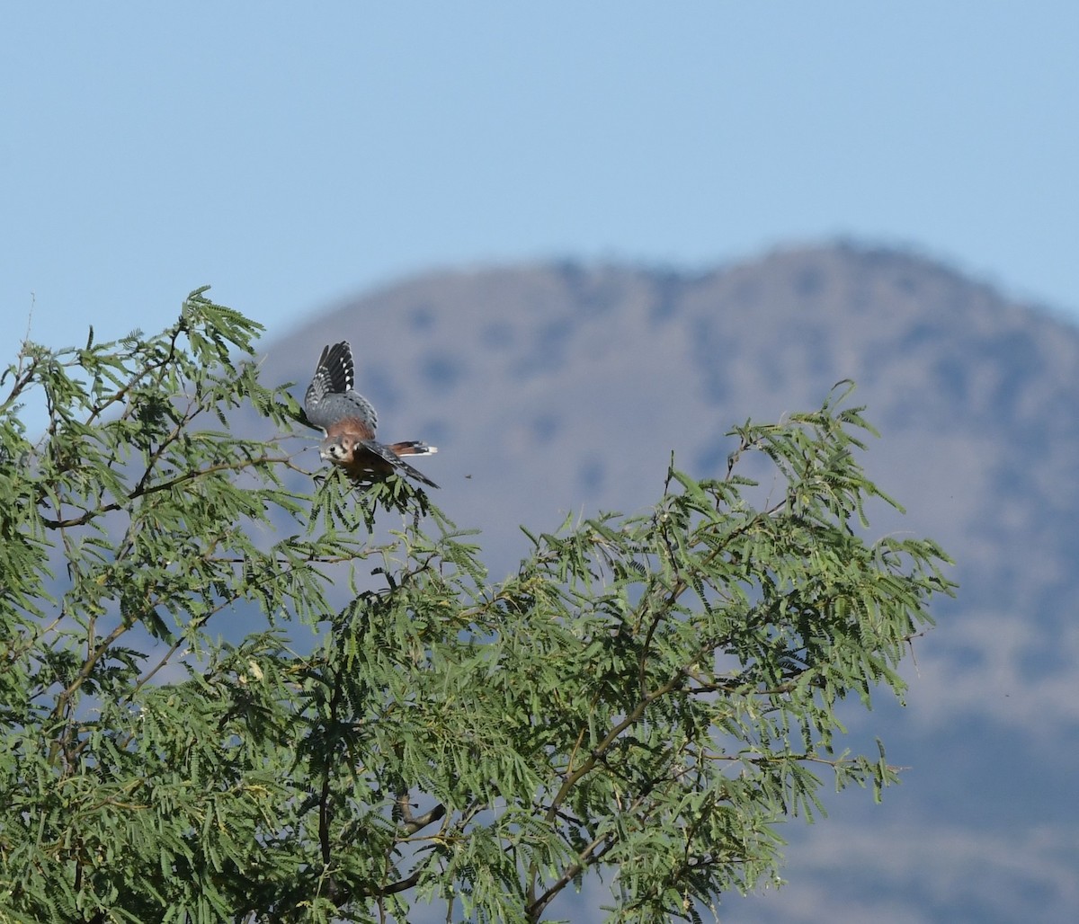 American Kestrel - ML620628011