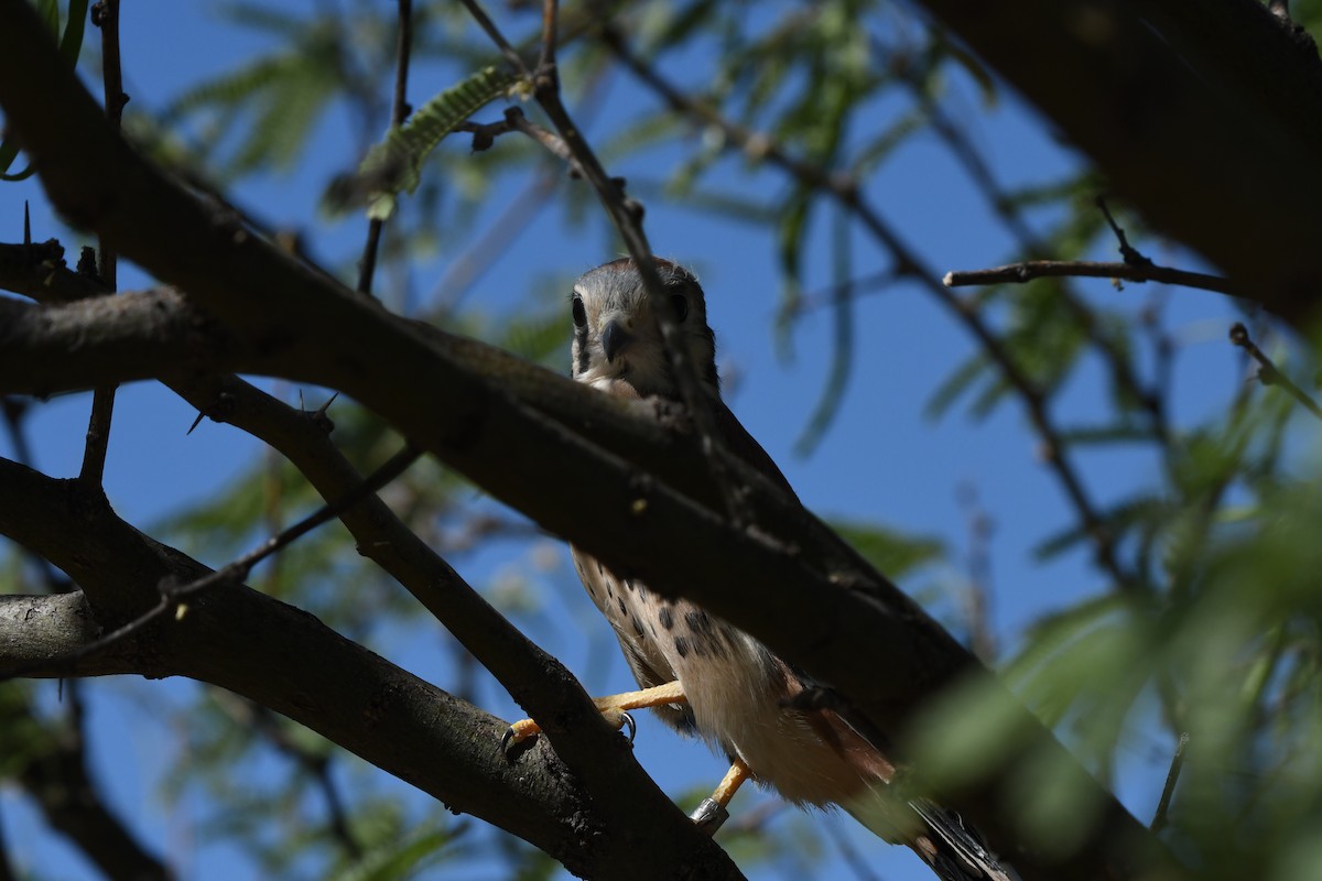 American Kestrel - ML620628015