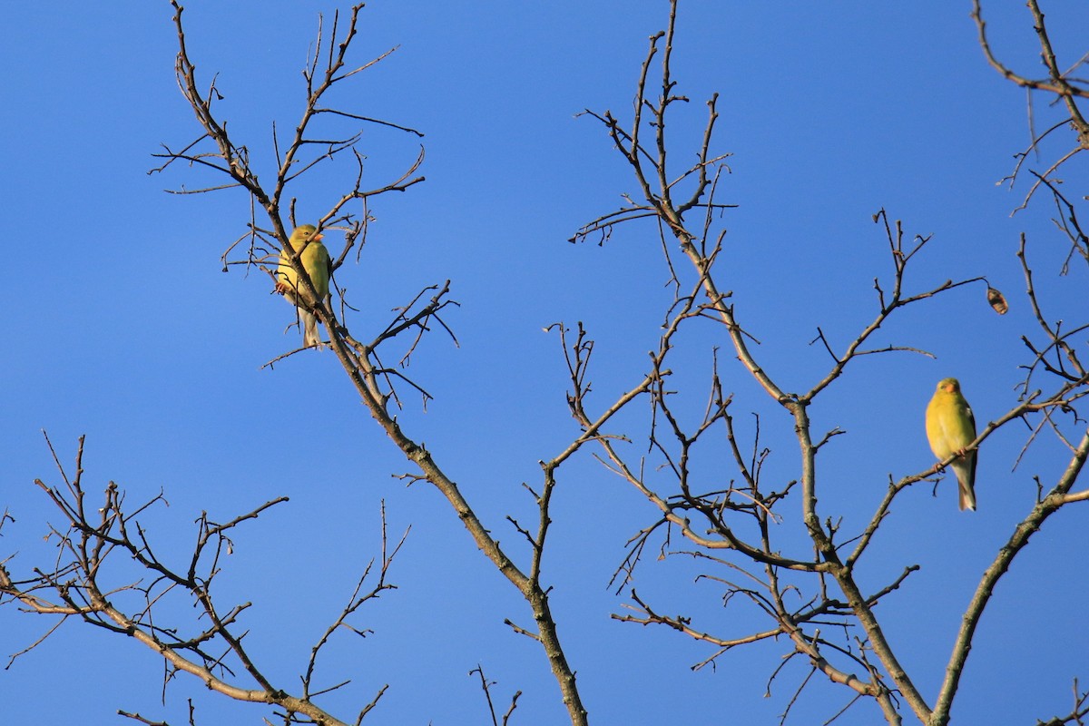 Chardonneret jaune - ML620628023