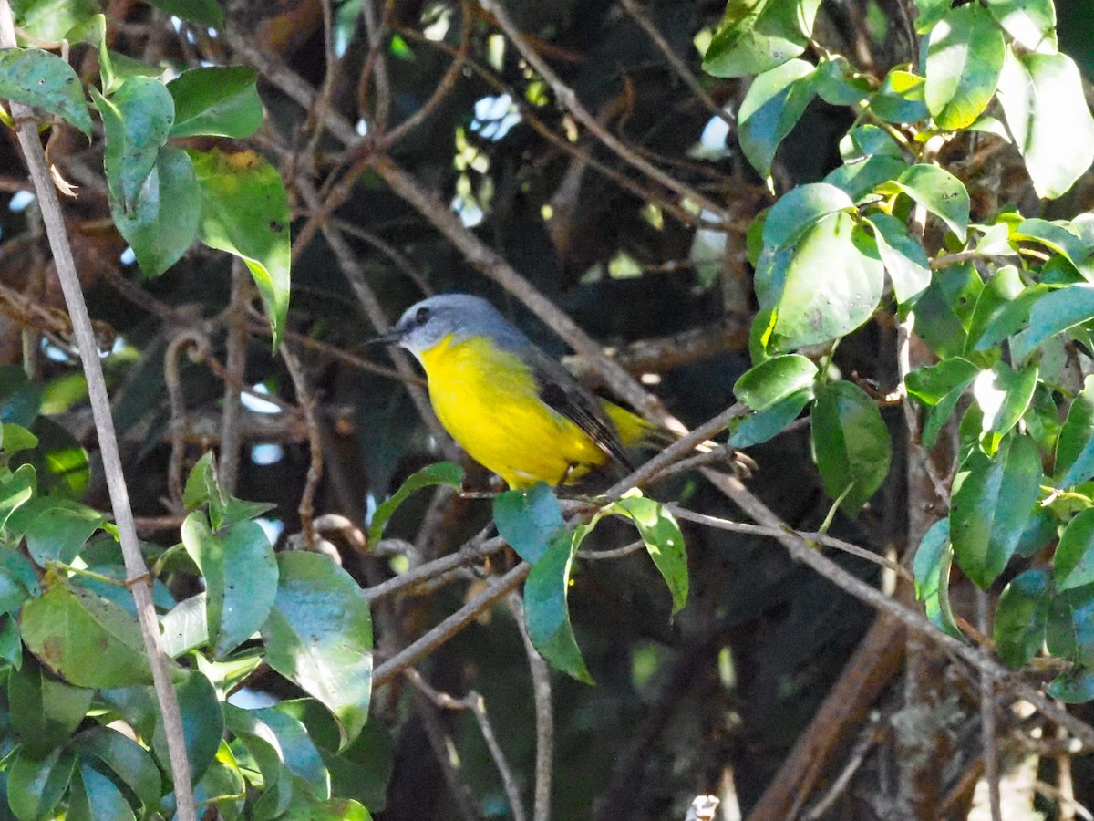 Eastern Yellow Robin - Todd Deininger