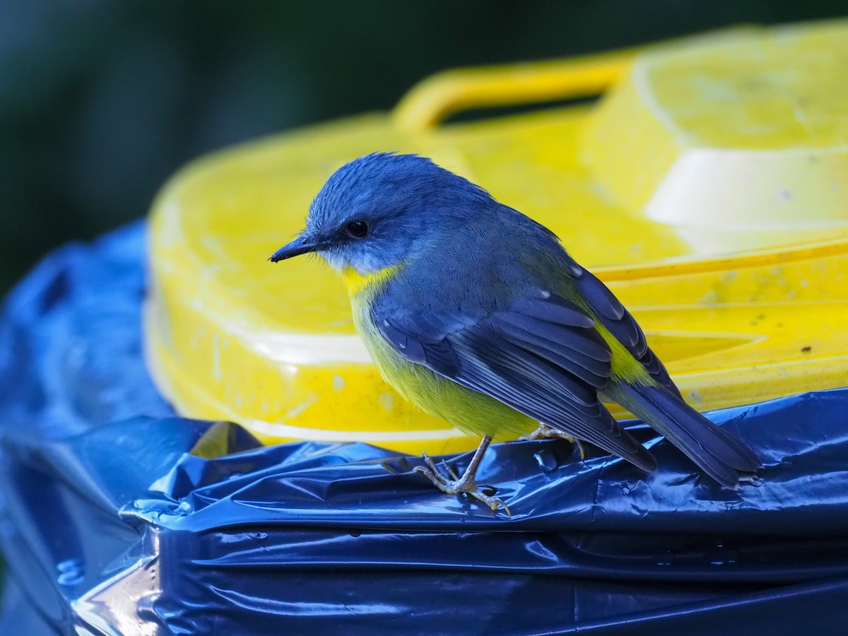 Eastern Yellow Robin - ML620628027