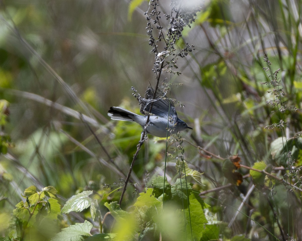 Blue-gray Gnatcatcher - ML620628030