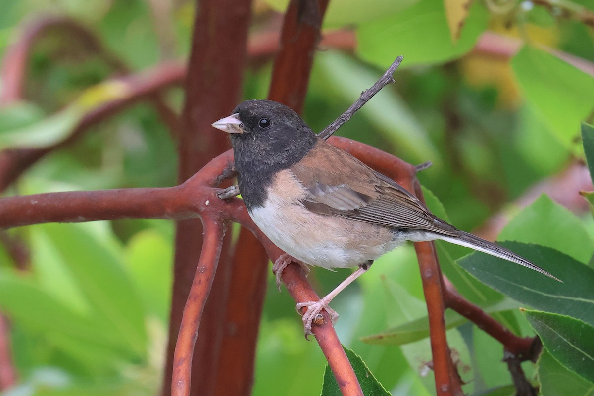 Dark-eyed Junco - ML620628033