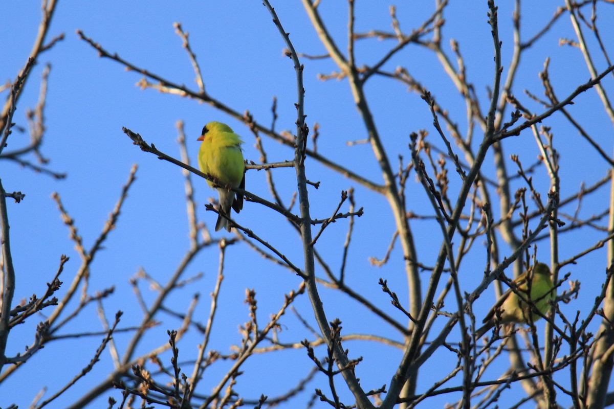 Chardonneret jaune - ML620628034