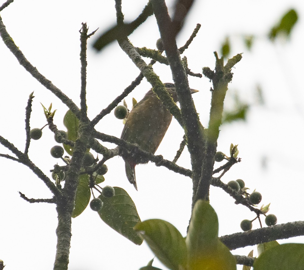 Red-vented Barbet - ML620628038