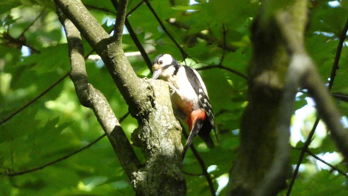 Great Spotted Woodpecker - ML620628039