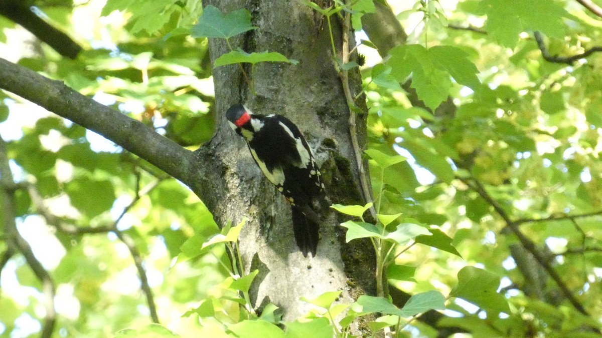 Great Spotted Woodpecker - ML620628040