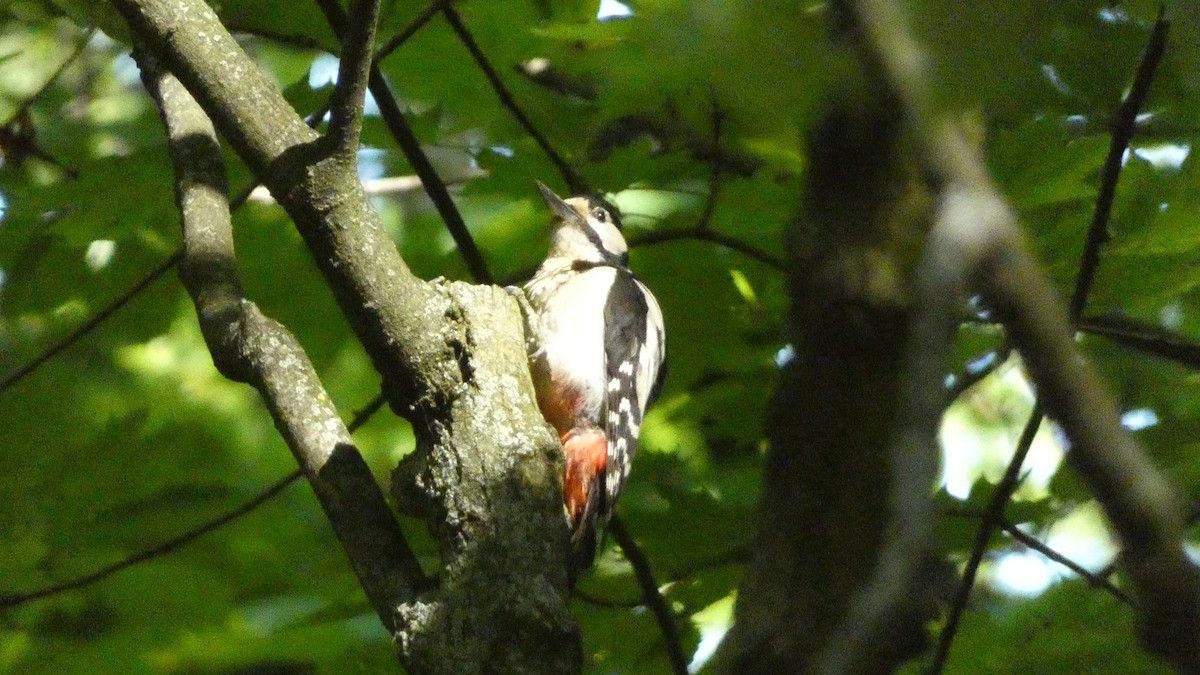 Great Spotted Woodpecker - ML620628041