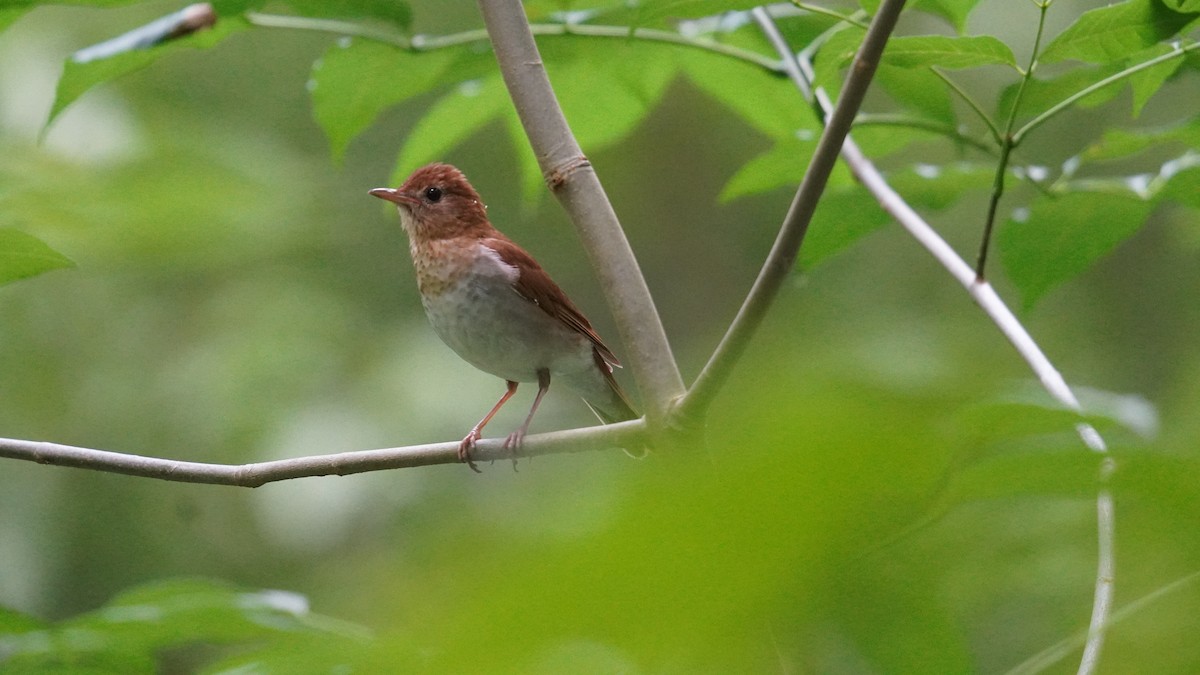 Veery - Nathaniel Bowler