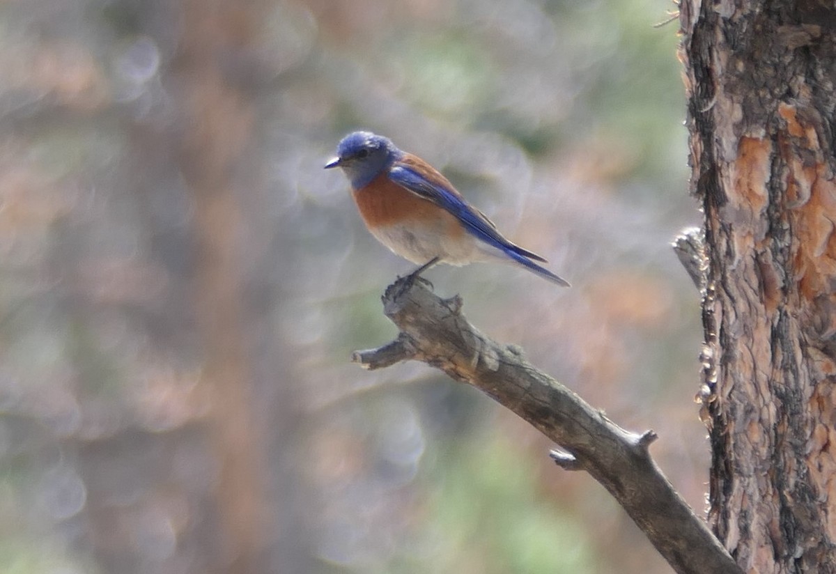 Western Bluebird - ML620628047