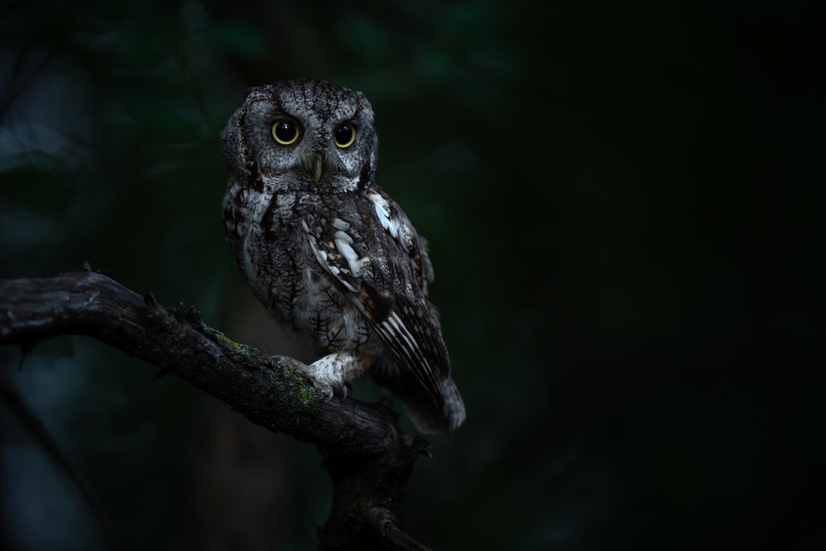 Eastern Screech-Owl - ML620628048