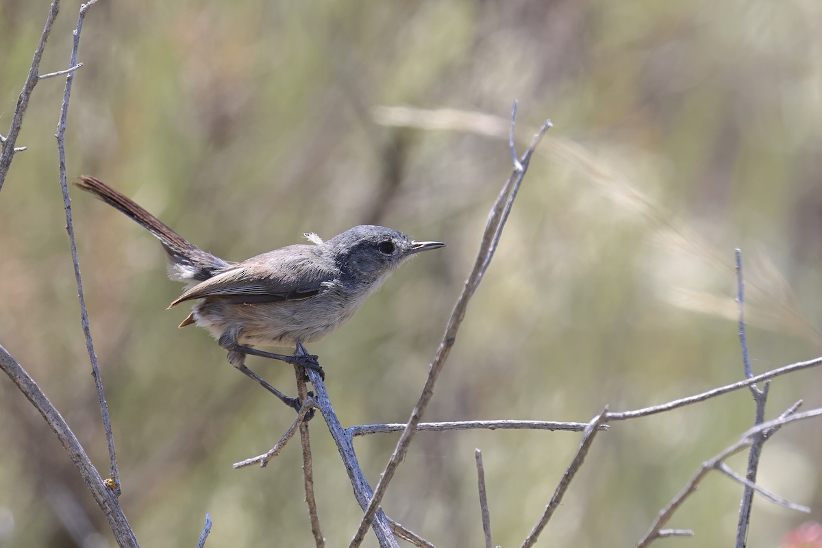 Perlita Californiana - ML620628049