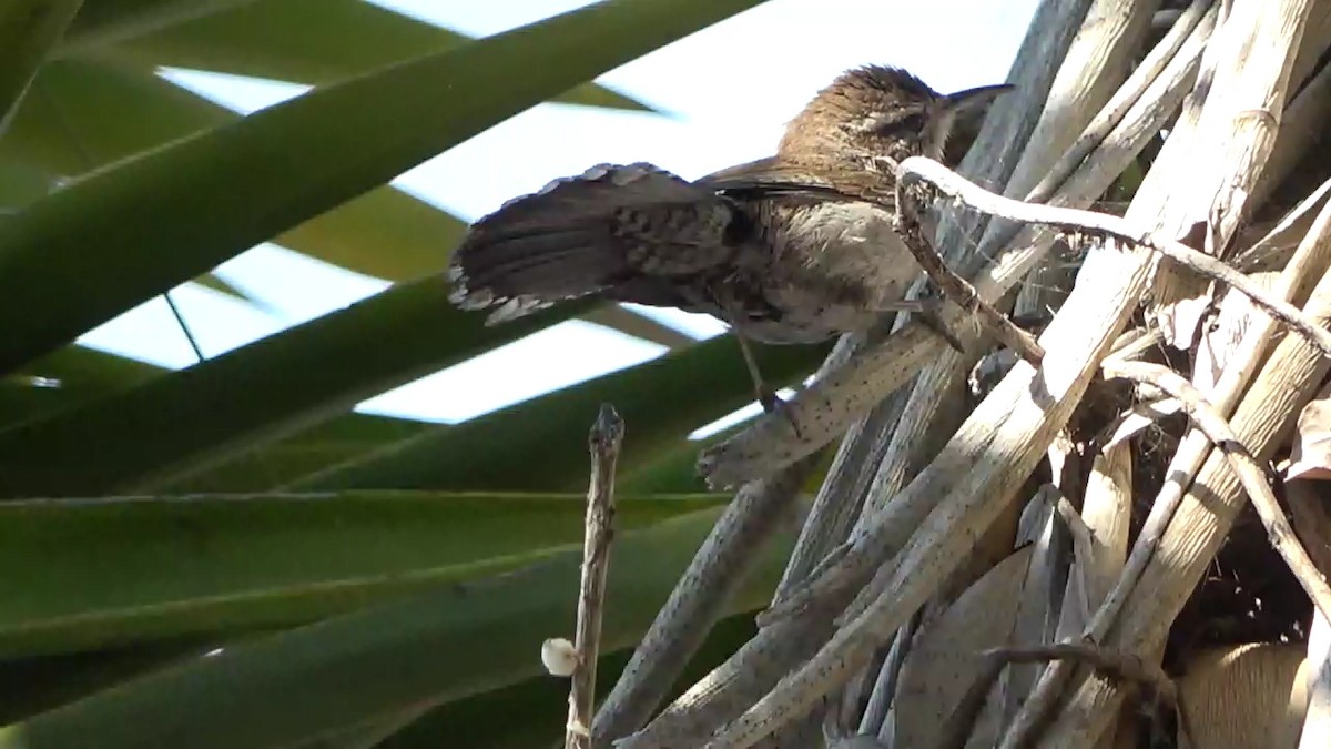 Bewick's Wren - ML620628050