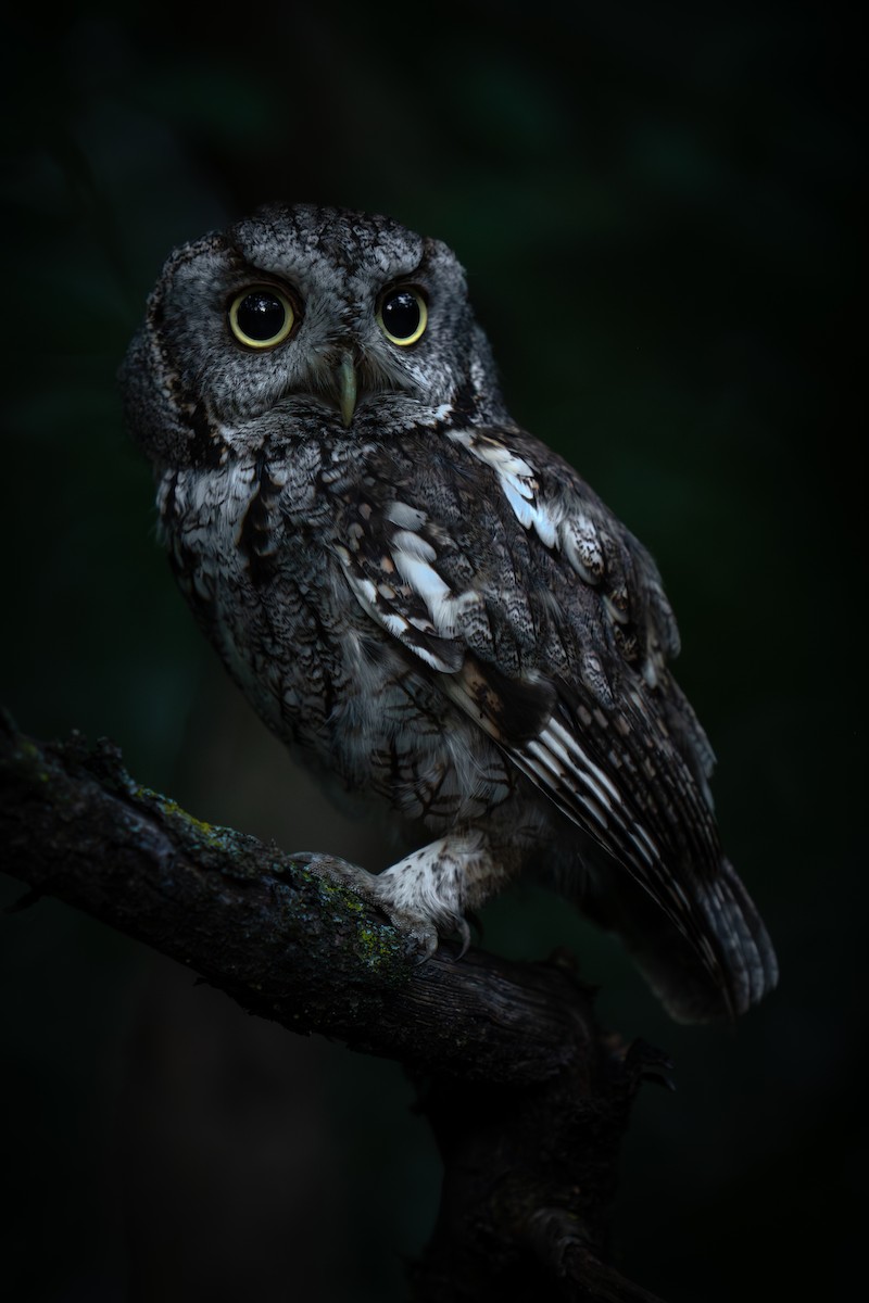 Eastern Screech-Owl - ML620628052