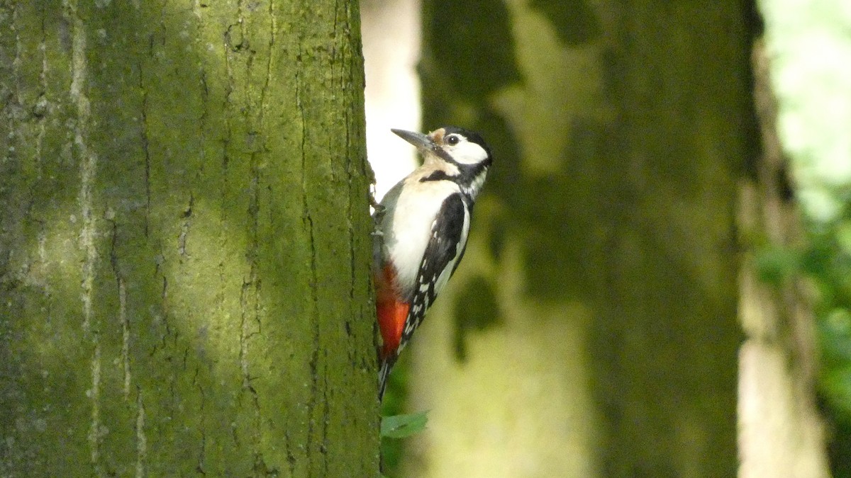 Great Spotted Woodpecker - ML620628054