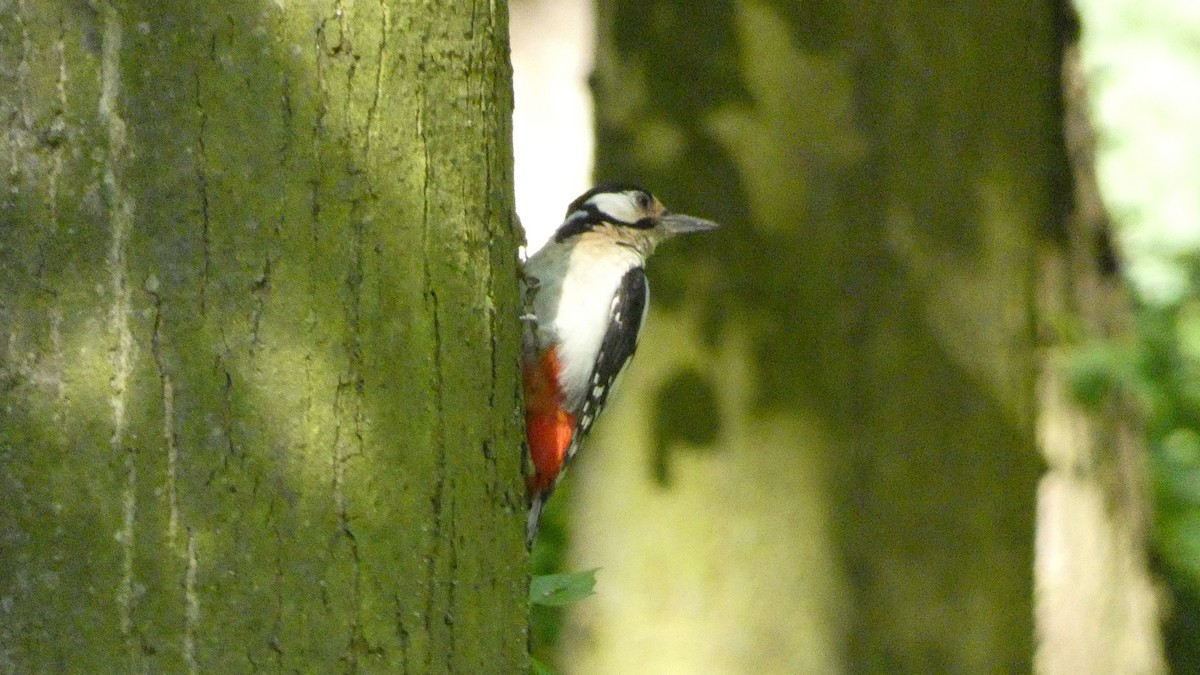 Great Spotted Woodpecker - ML620628055