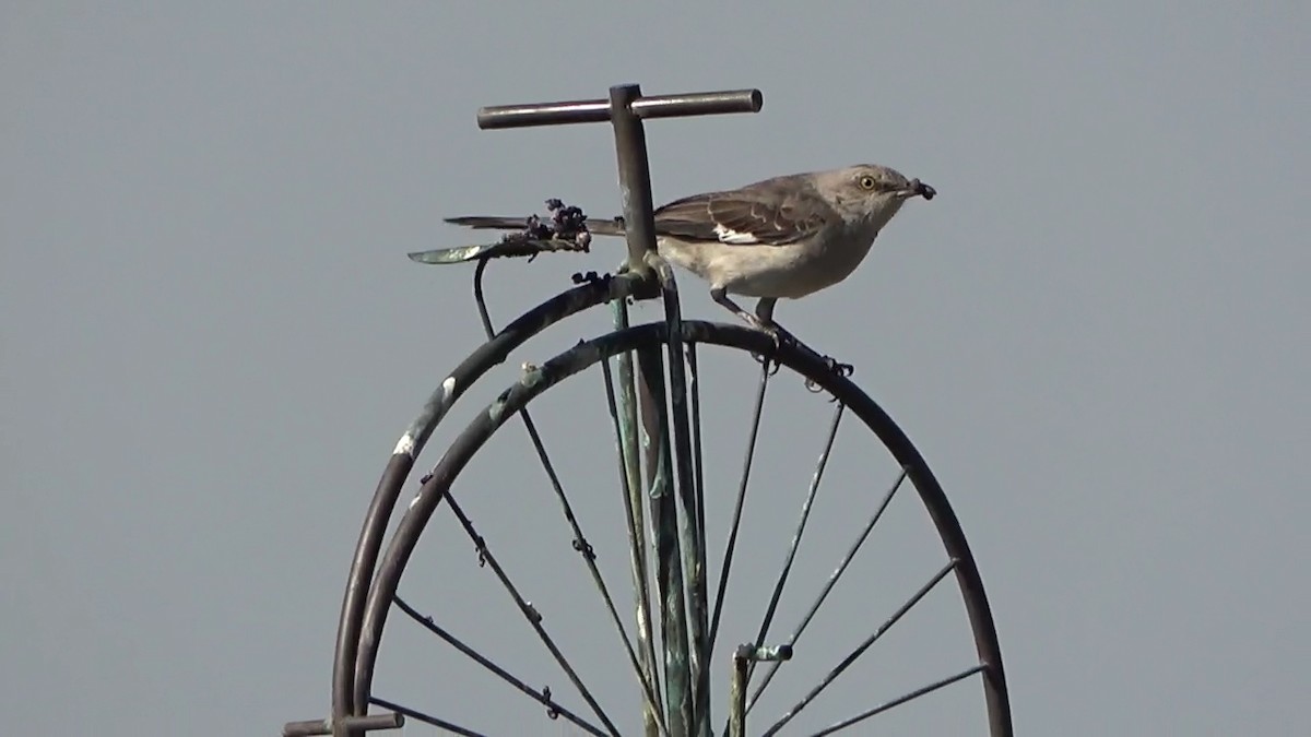 Northern Mockingbird - ML620628056