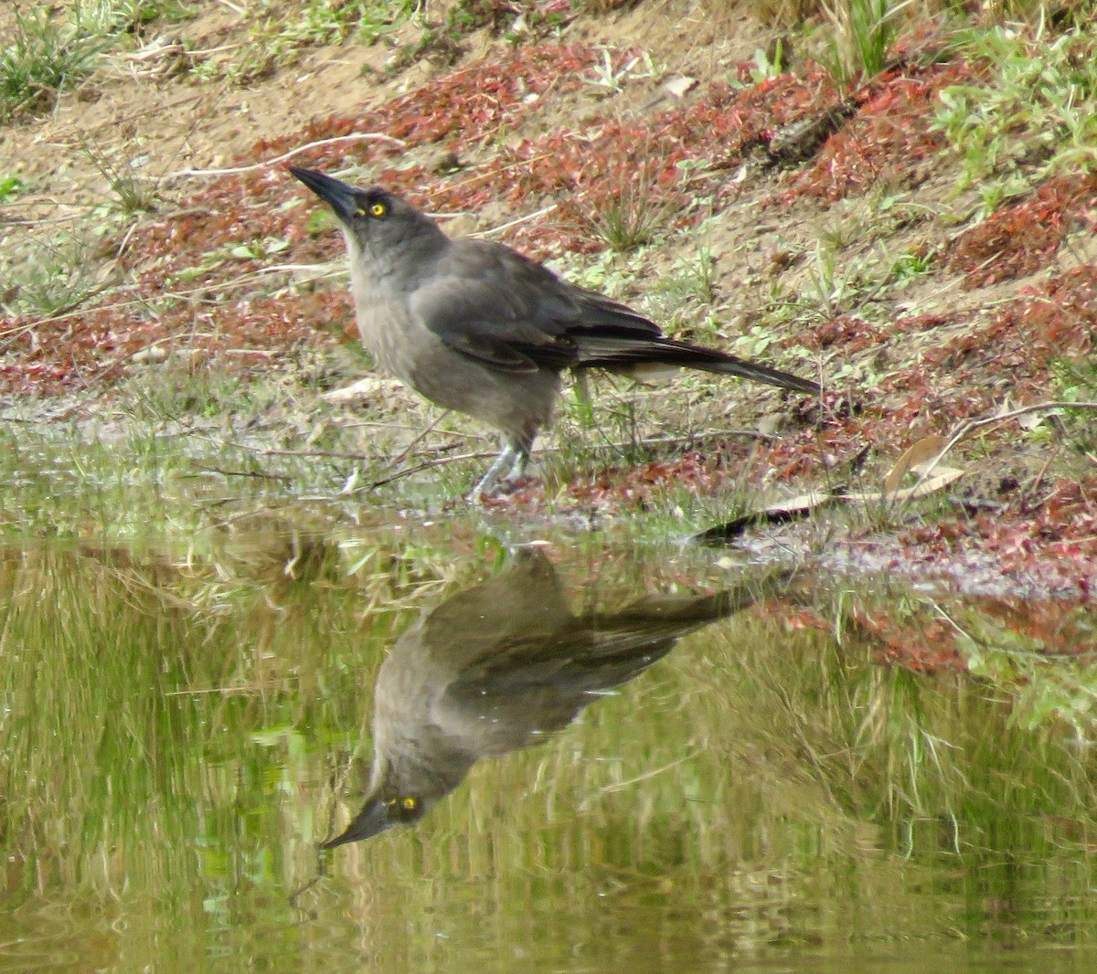 Gray Currawong - Tony Willis