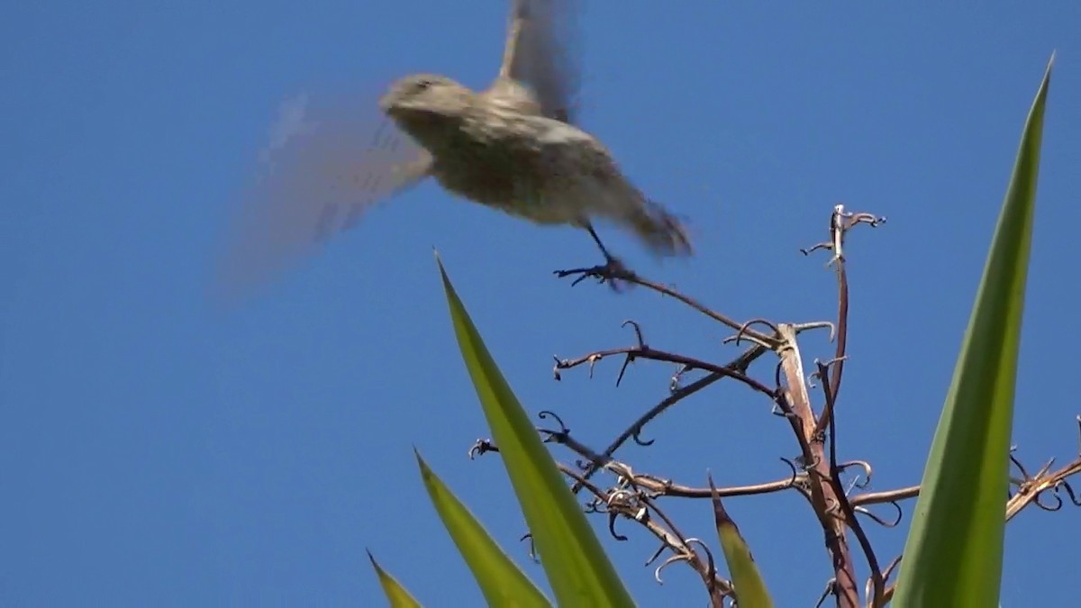 House Finch - ML620628059