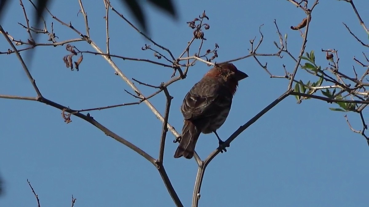 House Finch - ML620628061