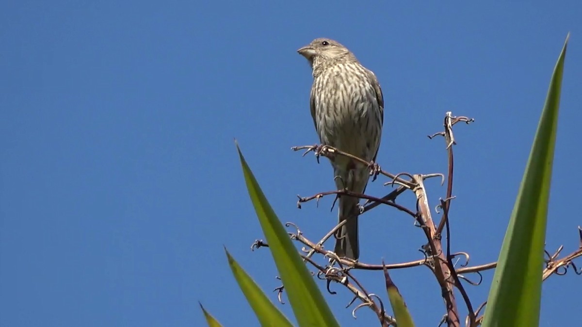 House Finch - ML620628062