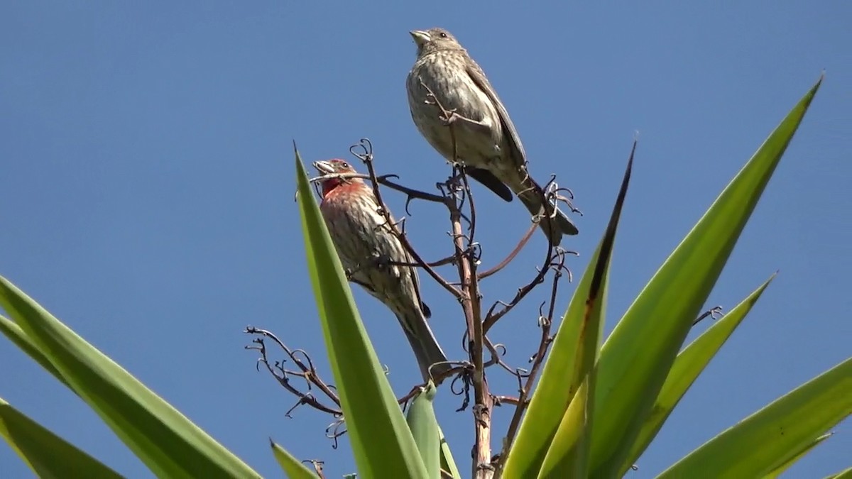 House Finch - ML620628063