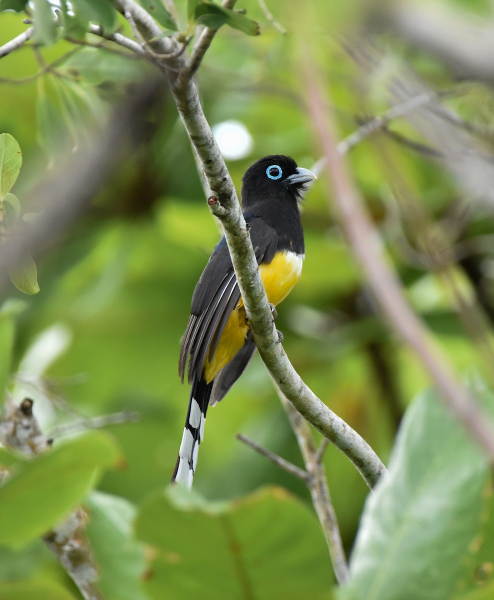 Trogon à tête noire - ML620628065