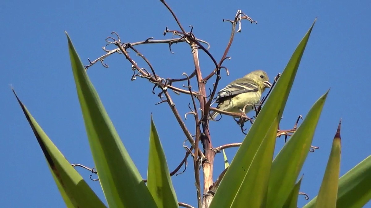 Lesser Goldfinch - ML620628067