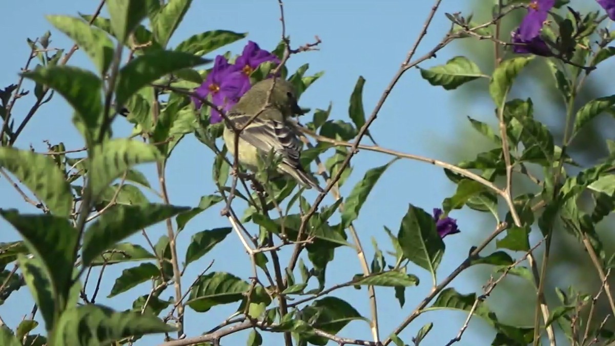 Lesser Goldfinch - ML620628068