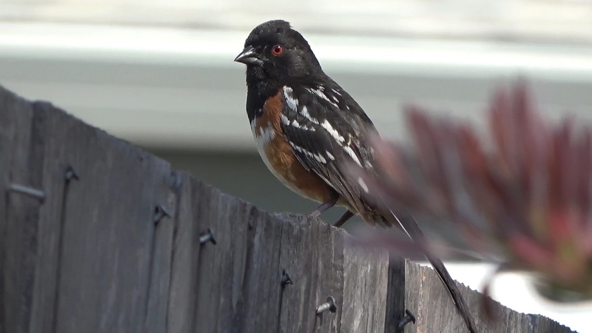 Spotted Towhee - ML620628069