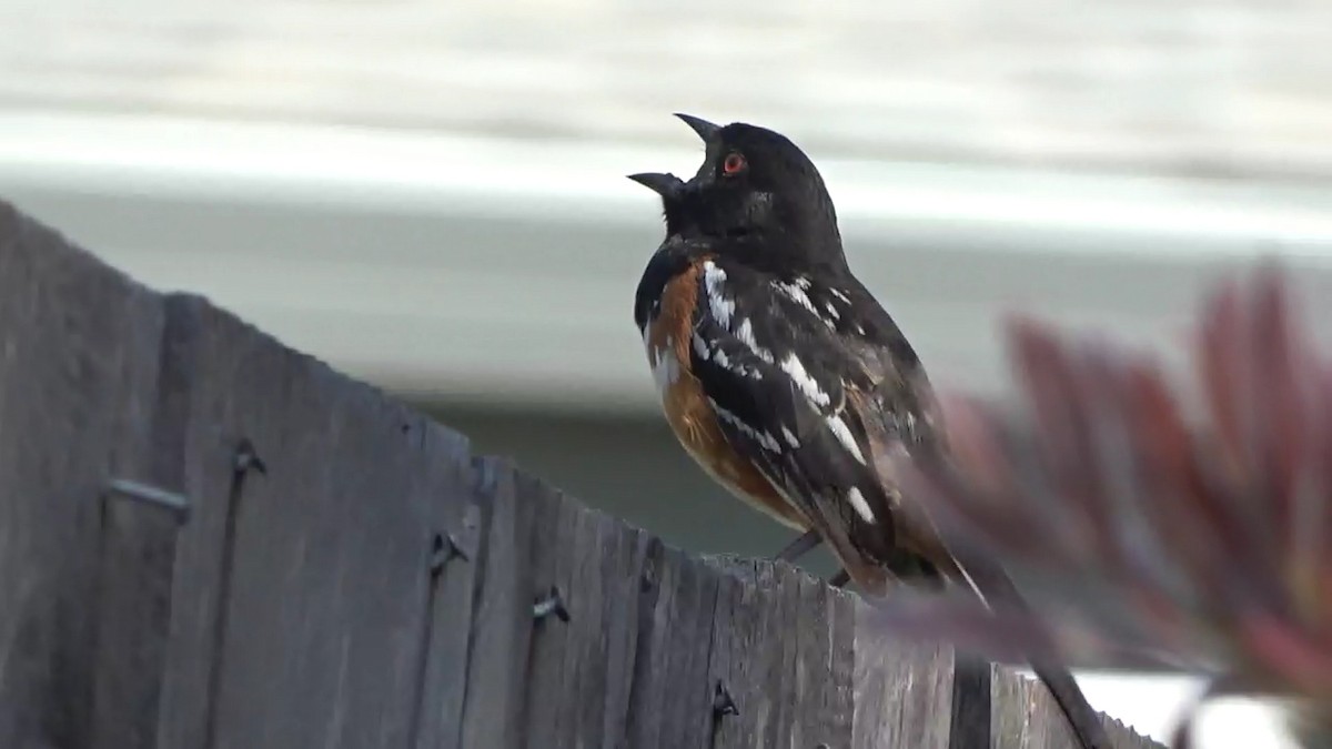 Spotted Towhee - ML620628070