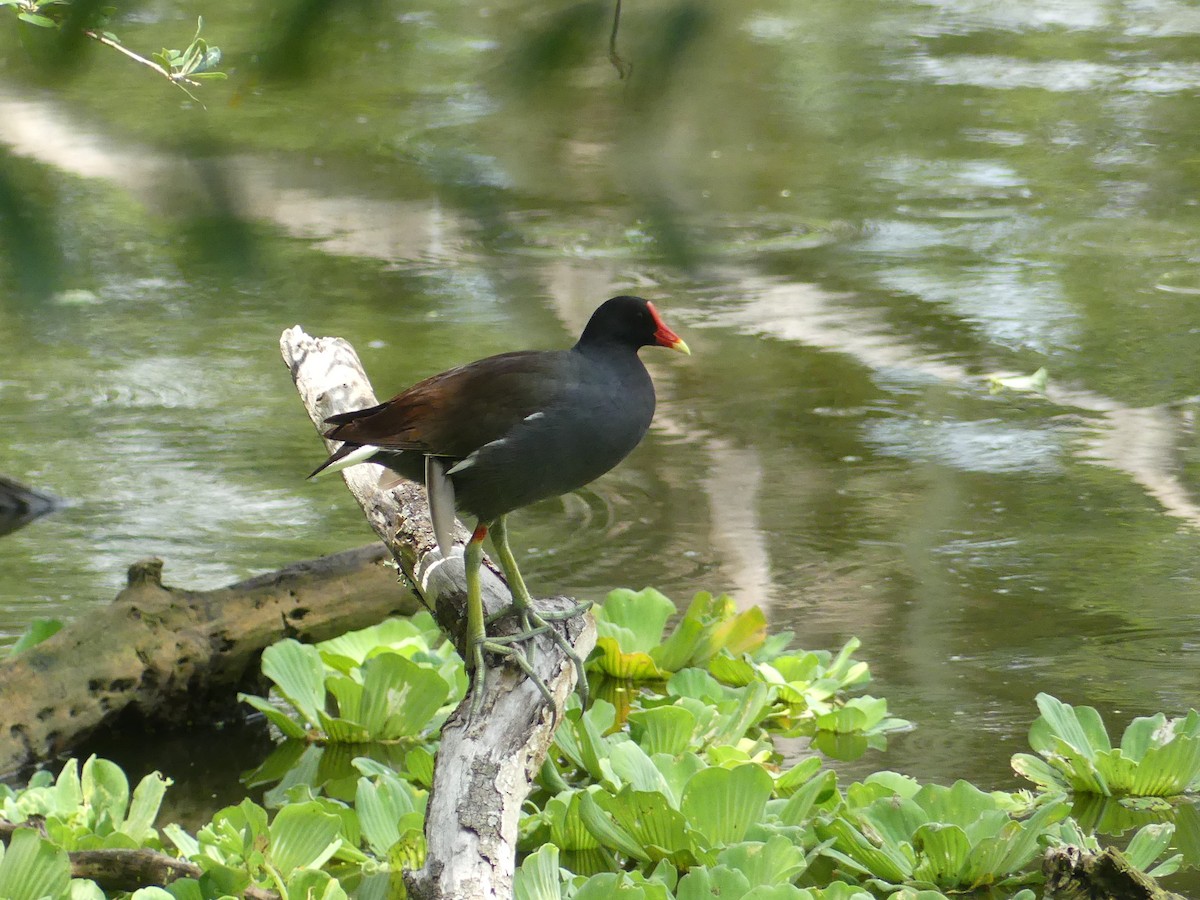 Gallinule d'Amérique - ML620628072