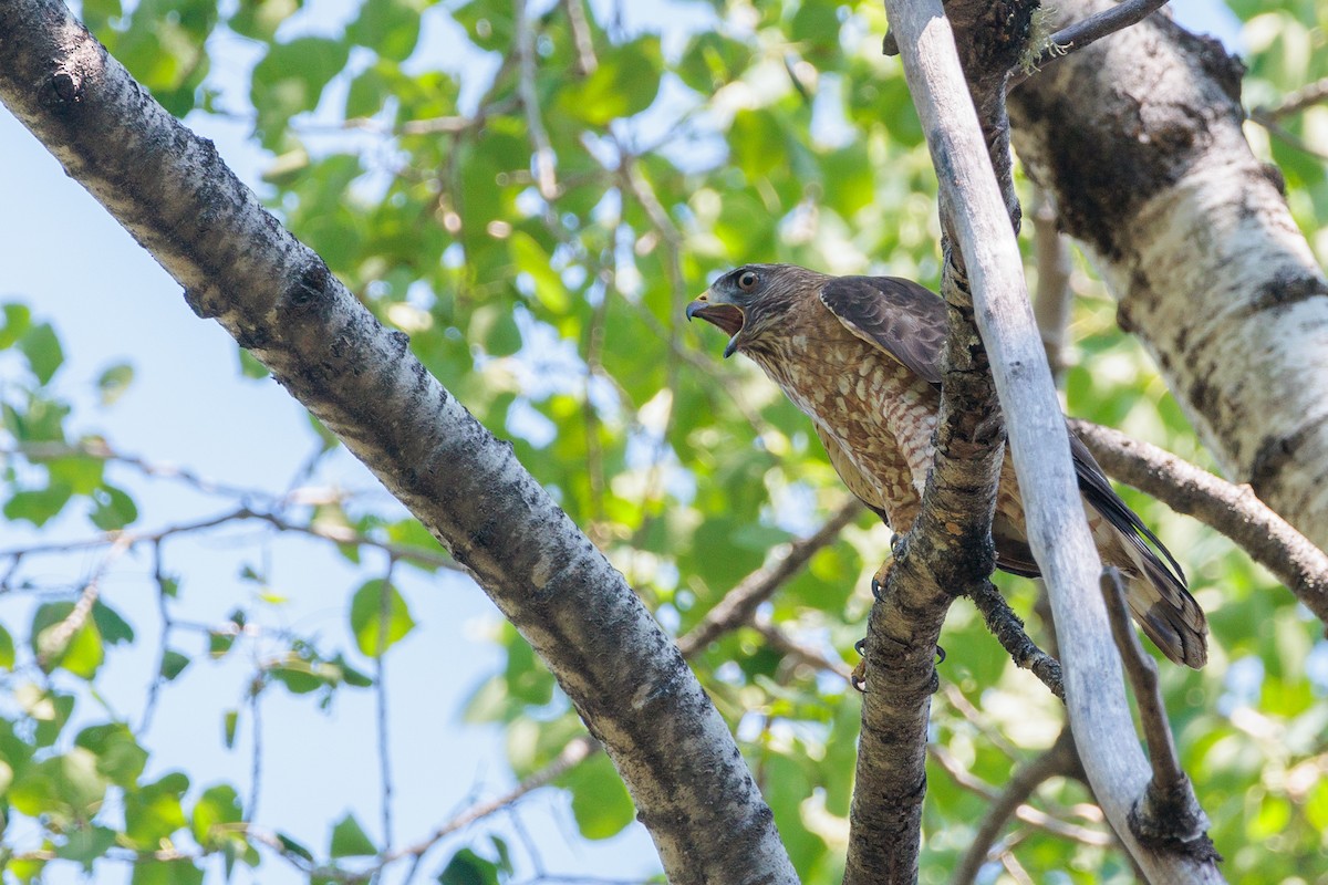 Broad-winged Hawk - ML620628073