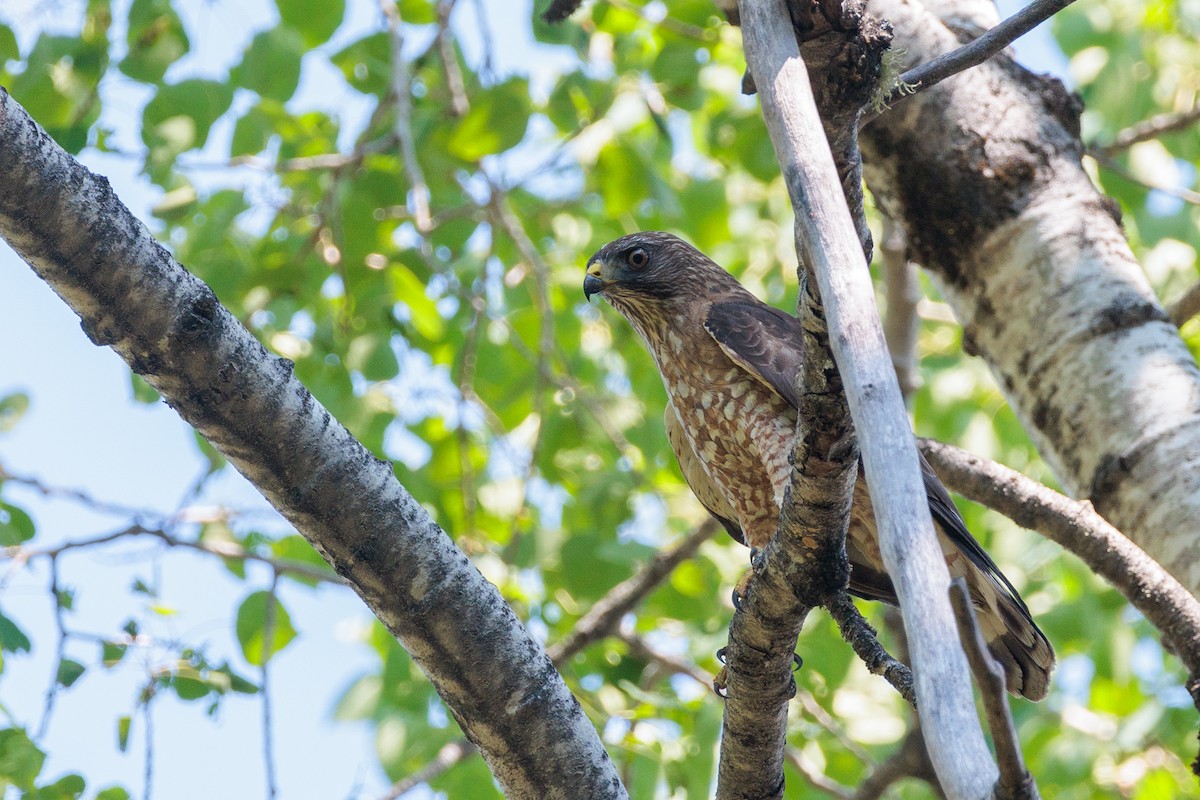 Broad-winged Hawk - Laurent Prévost-Frenette