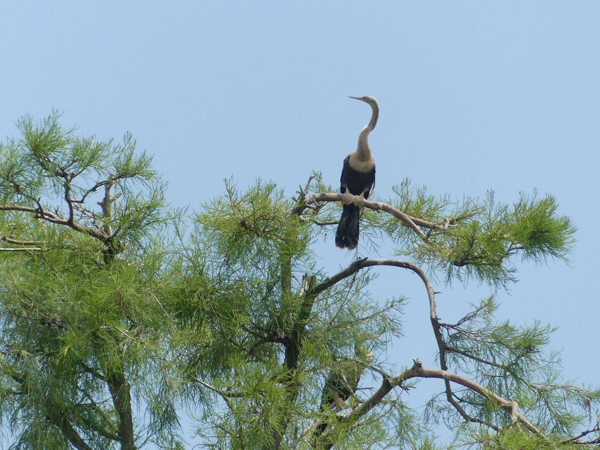 anhinga americká - ML620628076