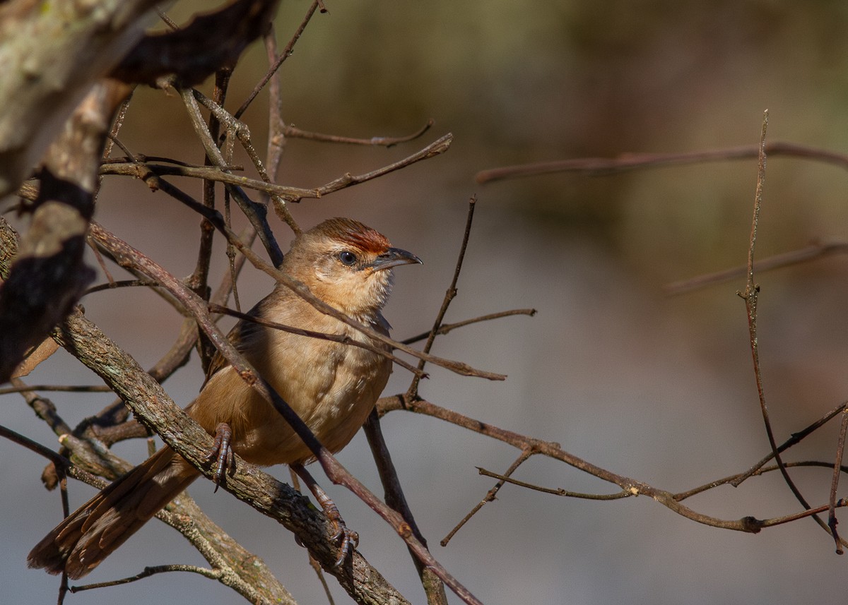 Rufous-fronted Thornbird - ML620628077