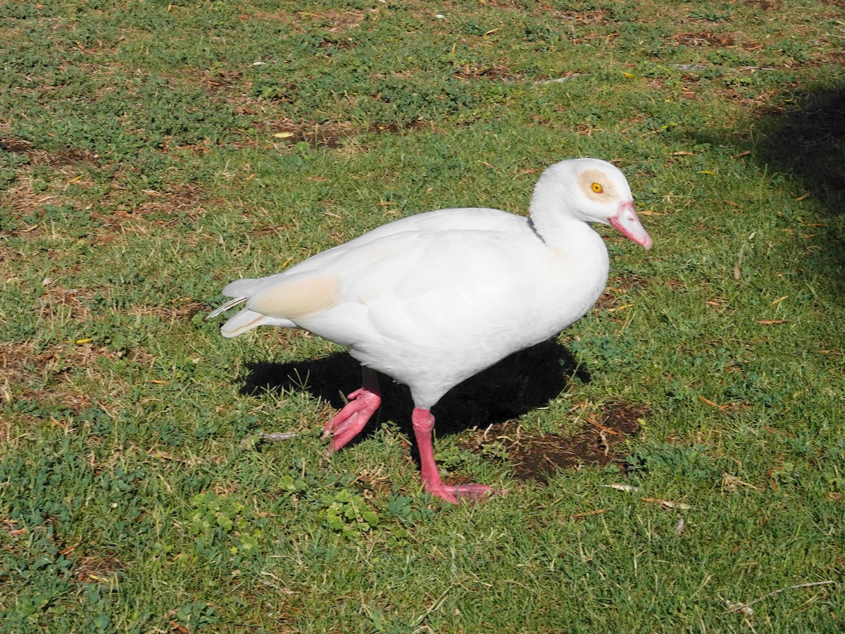 Egyptian Goose - ML620628081